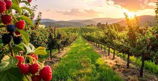 Грант на розвиток власного садівництва, ягідництва та виноградарства